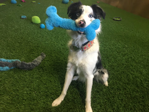 The Fuzzies! Bones are the perfect shape and size for dogs who like to carry toys around in their mouth. This durable and soft dog toy is eco-friendly and made in the USA. It features a Duraplush 2-ply bonded outer material, Stitchguard internal seams, and eco-fill recycled filling.