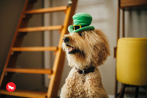 Celebrate St. Patrick's Day in style with this whimsical Leprechaun Hat from P.L.A.Y. Toy makes crinkle and squeak noises for hours of interactive fun! Turn your dog's toy into a wearable hat by securing a strap to the built-in loops. Now it's time for an adorable photo-op with your dog!