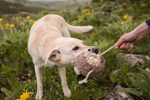 P.L.A.Y. plush dog toys are certified non-toxic, made with durable double-layered fabrics that feature reinforced stitching for extra durability, and are filled with PlanetFill® filler made from 100% post-consumer certified-safe recycled plastic bottles.