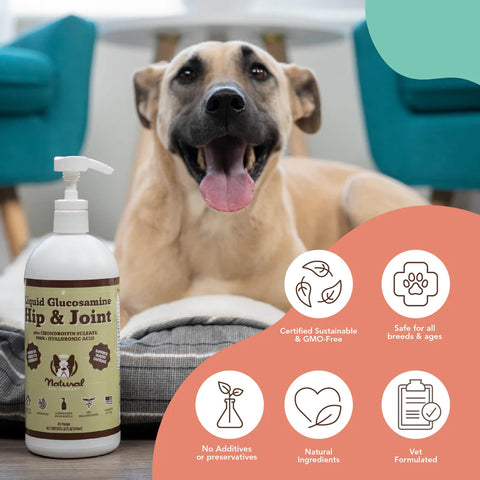 Glucosamine is the #1 ingredient recommended by veterinarians for treating dogs with hip and joint issues and preventing these problems in puppies who are predisposed to them. It provides support for healthy bones, joint strength, and connective tissues while helping to ease discomfort by promoting mobility and flexibility.