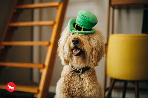 Celebrate St. Patrick's Day in style with this whimsical Leprechaun Hat from P.L.A.Y. Toy makes crinkle and squeak noises for hours of interactive fun! Turn your dog's toy into a wearable hat by securing a strap to the built-in loops. Now it's time for an adorable photo-op with your dog!