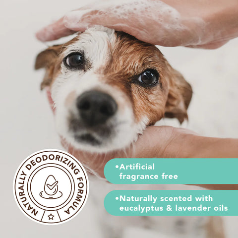 The hypoallergenic formula of the Itchy Dog Shampoo is perfect for washing away surface-level irritants while providing soothing relief to your dog's itchy skin. Made with 100% natural, pet-safe ingredients that work together to give your dog a clean coat and healthy, healed skin.