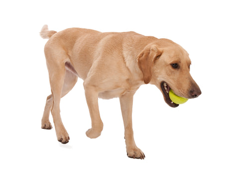 Jive is the toughest of all the West Paw Zogoflex toys. Its erratic bounce makes it fun to fetch and the bright colors make it easy to retrieve in any outdoor situation. The medium size Jive fits in a standard ball thrower.