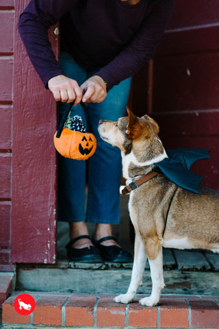 These goodies are no trick! Treat your dog to the spooky sweets and ghoulish squeakers that overflow the festive Howl-o-ween Treat Basket from P.L.A.Y. Toy makes crinkle and squeak noises for hours of interactive fun!