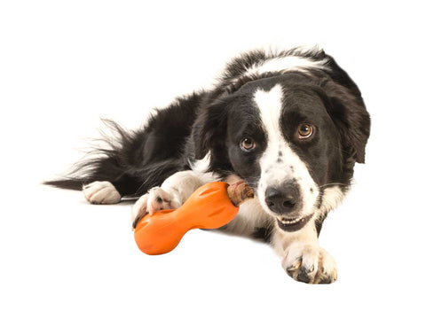 Qwizl is an award-winning toy designed to extend the life of expensive dog treats while keeping your dog busy. The side openings release scent while the continuous interior opening and flexible ridges allow treats to extend out while staying in place. The curved shape makes Qwizl easy for dogs to hold with their paws.