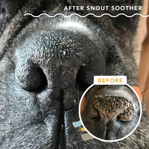 Alleviate pain, protect their snout, and heal nose woes with Snout Soother! It is the ideal remedy for healing and soothing dry, cracked, or scaly snouts. In addition to nourishing your dog’s sensitive sniffer, this balm heals cracked or broken skin, skin overgrowth, and hyperkeratosis.