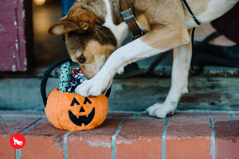 These goodies are no trick! Treat your dog to the spooky sweets and ghoulish squeakers that overflow the festive Howl-o-ween Treat Basket from P.L.A.Y. Toy makes crinkle and squeak noises for hours of interactive fun!
