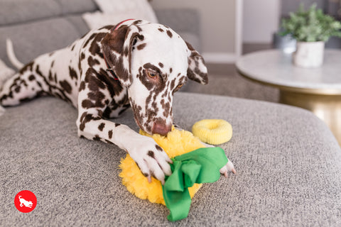P.L.A.Y. plush dog toys are certified non-toxic, made with durable double-layered fabrics that feature reinforced stitching for extra durability, and are filled with PlanetFill® filler made from 100% post-consumer certified-safe recycled plastic bottles.