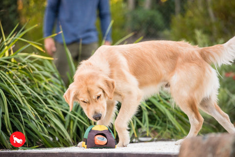 P.L.A.Y. plush dog toys are certified non-toxic, made with durable double-layered fabrics that feature reinforced stitching for extra durability, and are filled with PlanetFill® filler made from 100% post-consumer certified-safe recycled plastic bottles.