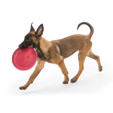 Zisc is a lightweight, high-flying, and durable frisbee. Toy floats and flies far. Frisbee is soft and pliable, making it gentle on dog teeth and gums. Built for gentle chewers and made from Zogoflex, a bendy, stretchy, and bouncy material that is durable but not rigid. Toys are gentle on your dog's teeth.