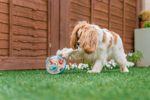 The Wobble Ball is a uniquely shaped interactive puzzle toy that combines play time with mental stimulation to create the ultimate enrichment experience. Simply fill the toy with your dog's favorite treats and watch as they paw, nose, nudge, and roll their way to a tasty reward! Can also be used as a slow-feeder.