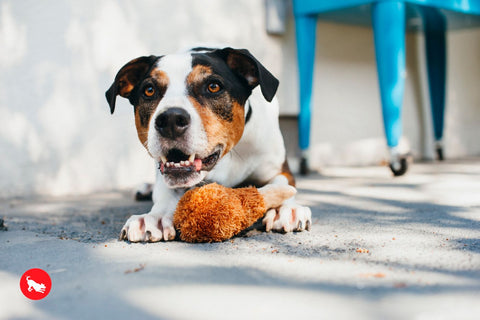 P.L.A.Y. plush dog toys are certified non-toxic, made with durable double-layered fabrics that feature reinforced stitching for extra durability, and are filled with PlanetFill® filler made from 100% post-consumer certified-safe recycled plastic bottles.