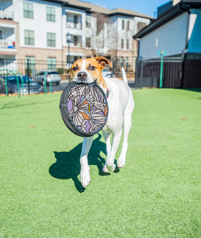 The pup-approved Olly Dog Flyer Disc is made from 100% recycled material that is durable and non-toxic. The soft and lightweight material makes it easy on dog teeth and gums. Ideal for tug-of-war or a game of fetch on land or water.