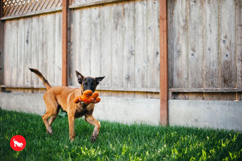 P.L.A.Y. plush dog toys are certified non-toxic, made with durable double-layered fabrics that feature reinforced stitching for extra durability, and are filled with PlanetFill® filler made from 100% post-consumer certified-safe recycled plastic bottles.