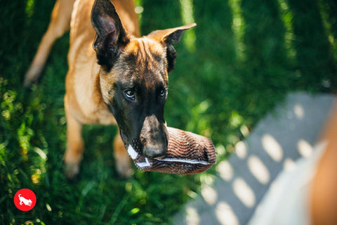 P.L.A.Y. plush dog toys are certified non-toxic, made with durable double-layered fabrics that feature reinforced stitching for extra durability, and are filled with PlanetFill® filler made from 100% post-consumer certified-safe recycled plastic bottles.