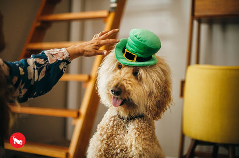 Celebrate St. Patrick's Day in style with this whimsical Leprechaun Hat from P.L.A.Y. Toy makes crinkle and squeak noises for hours of interactive fun! Turn your dog's toy into a wearable hat by securing a strap to the built-in loops. Now it's time for an adorable photo-op with your dog!