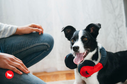 P.L.A.Y. plush dog toys are certified non-toxic, made with durable double-layered fabrics that feature reinforced stitching for extra durability, and are filled with PlanetFill® filler made from 100% post-consumer certified-safe recycled plastic bottles.