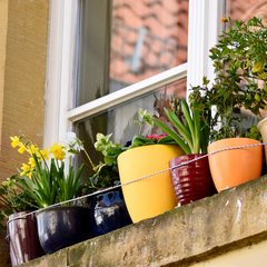 an assortment of flower pots on a window ledge held sturdy with a rope