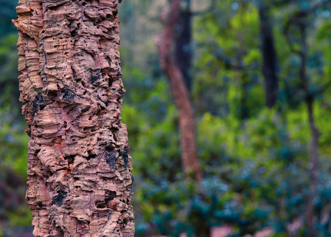 A picture of the bark of a Cork Tree