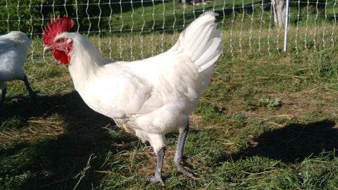 Bresse chicken with red comb, white feathers, and blue legs & feet