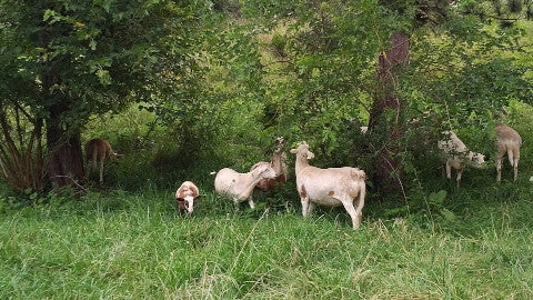 sheep eating mulberry leaves