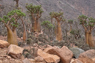 bottle trees