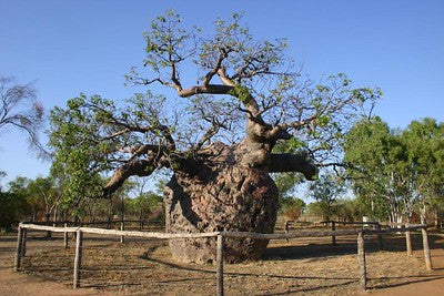 boab prison tree