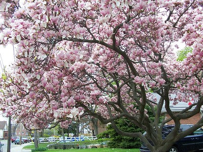 magnolia tree