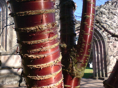 tibetan cherry tree