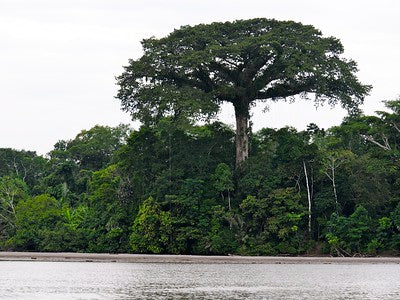 kapok tree