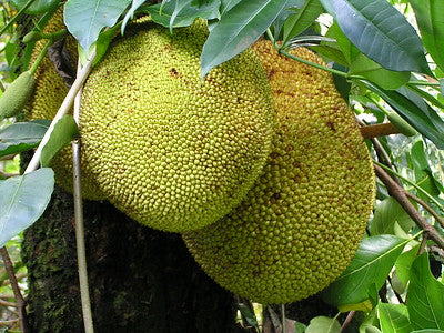 jackfruit tree