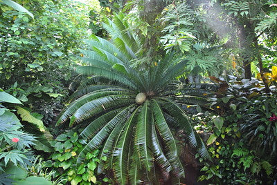 cycad tree