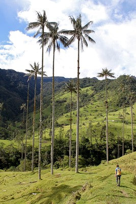 wax palm tree