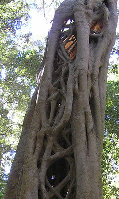 strangler fig tree