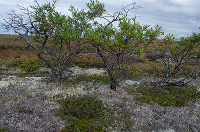 dwarf willow tree