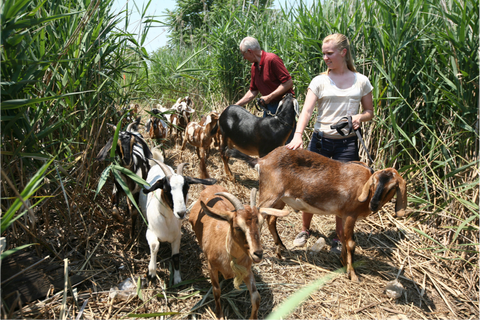 goats at new york fresh kills park