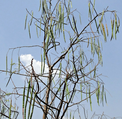 drumstick tree