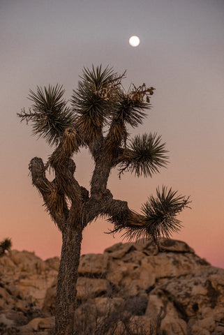 joshua tree 