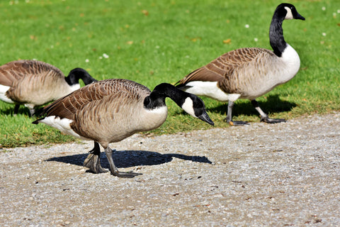 canadian geese on green grass