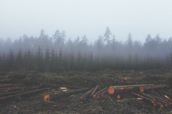 deforestation habitat destruction smog forest cut down