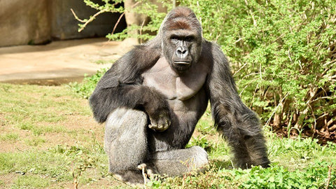 harambe lowland gorilla 