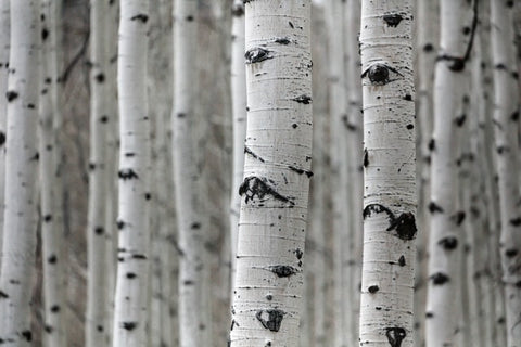 silver birch trees