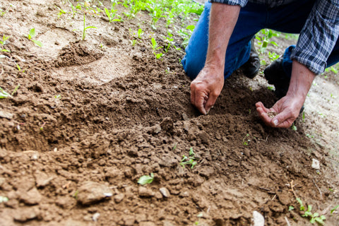 farmer planting seeds into plot of dirt