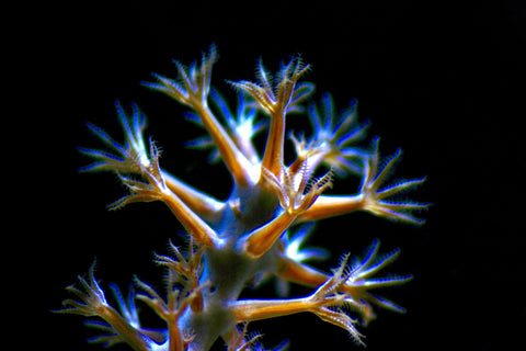 coral microscopic