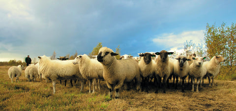 herd of sheep standing on grass field