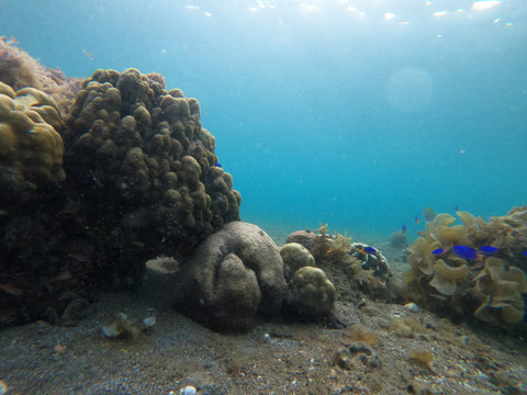 destroyed dead coral reef 