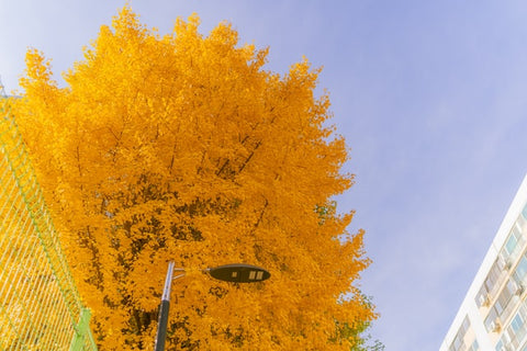 yellow ginkgo biloba tree