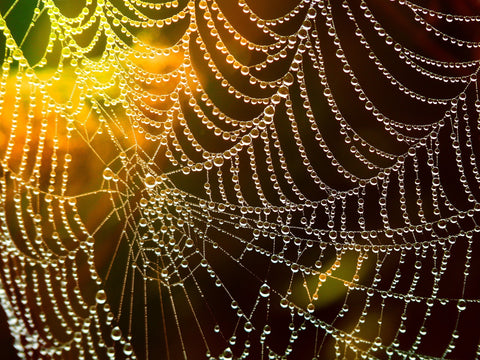 spider web in sunlight with dew drops on it 