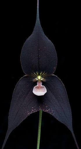 Black Orchid