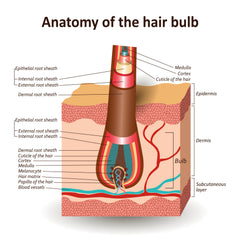 Anatomy of the Hair Bulb